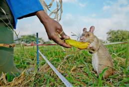 The rats get food rewards as they learn to detect land mines or TB in the lab